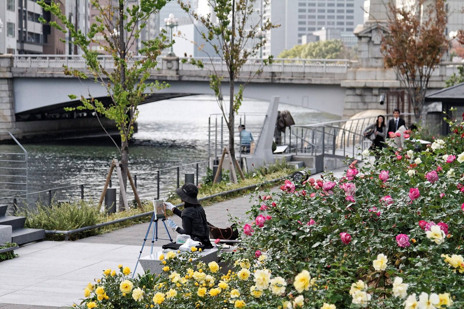 Roses in bloom beside the river at Nakanoshima Park