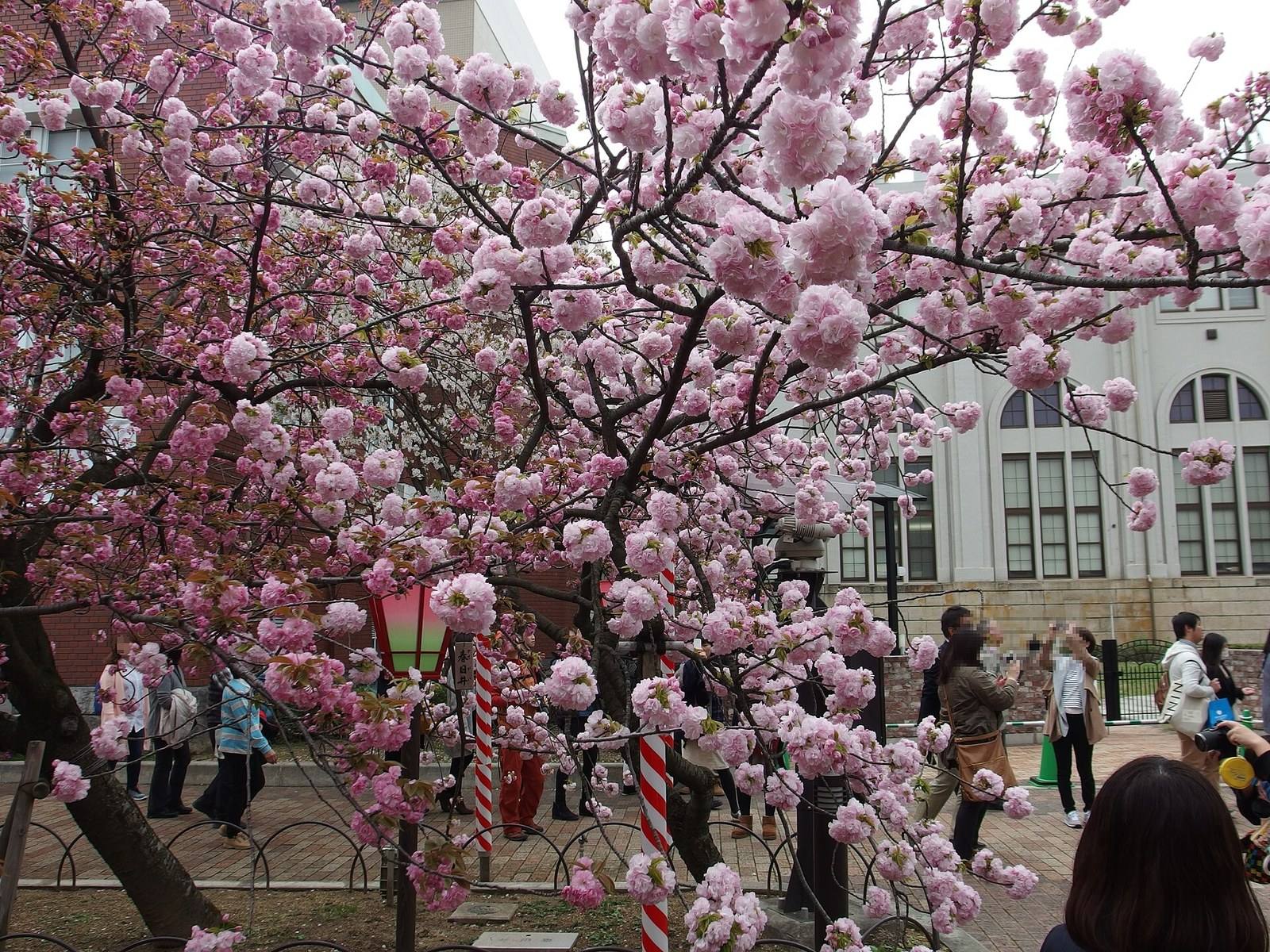 Double-flowered cherry trees in bloom along the Japan Mint passage